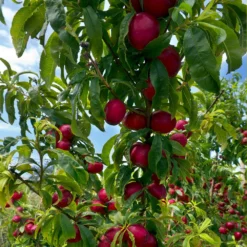 Fast Growing Trees Flavortop Nectarine Tree See All Fruit Trees
