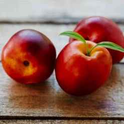 Fast Growing Trees Flavortop Nectarine Tree See All Fruit Trees