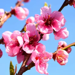 Fast Growing Trees Flavortop Nectarine Tree See All Fruit Trees