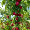 Fast Growing Trees Flavortop Nectarine Tree See All Fruit Trees