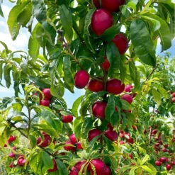 Fast Growing Trees Flavortop Nectarine Tree See All Fruit Trees