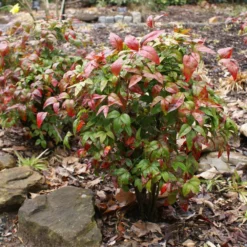 Fast Growing Trees Flirt™ Nandina Shrub 8 Fast Growing Trees Flirt™ Nandina Shrub