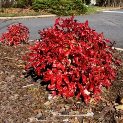 Fast Growing Trees Flirt™ Nandina Shrub