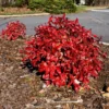 Fast Growing Trees Flirt™ Nandina Shrub