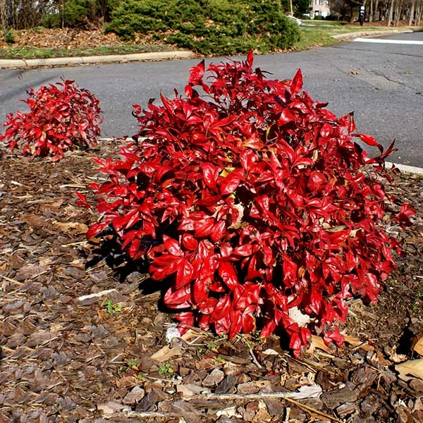 Fast Growing Trees Flirt™ Nandina Shrub 3 Fast Growing Trees Flirt™ Nandina Shrub