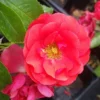 Fast Growing Trees Roses Flower Carpet Red Rose
