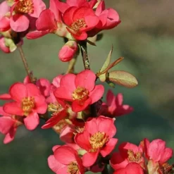 Fast Growing Trees Flowering Quince See All Shrubs & Hedges