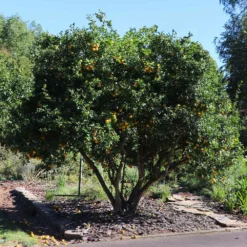 Fast Growing Trees Citrus Trees Hardy Orange Tree 'Flying Dragon'