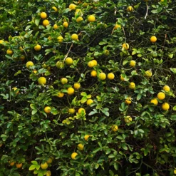 Fast Growing Trees Citrus Trees Hardy Orange Tree 'Flying Dragon'