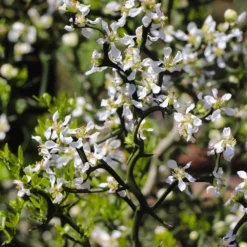 Fast Growing Trees Citrus Trees Hardy Orange Tree 'Flying Dragon'