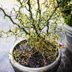 Fast Growing Trees Citrus Trees Hardy Orange Tree 'Flying Dragon'