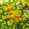 Fast Growing Trees Citrus Trees Hardy Orange Tree 'Flying Dragon'