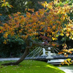 Fast Growing Trees Forest Pansy Redbud