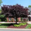 Fast Growing Trees Forest Pansy Redbud 1 Fast Growing Trees Forest Pansy Redbud