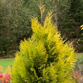 Fast Growing Trees Forever Goldy Arborvitae Tree Arborvitae Trees 8 Fast Growing Trees Forever Goldy Arborvitae Tree Arborvitae Trees