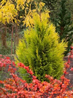 Fast Growing Trees Forever Goldy Arborvitae Tree Arborvitae Trees
