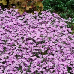 Fast Growing Trees Fort Hill Creeping Phlox Plant
