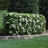 Fast Growing Trees Four Seasons Gardenia Shrub Gardenias