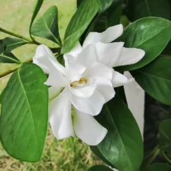 Fast Growing Trees Four Seasons Gardenia Shrub Gardenias