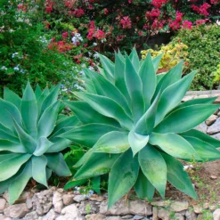 Fast Growing Trees Fox Tail Agave