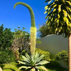 Fast Growing Trees Fox Tail Agave