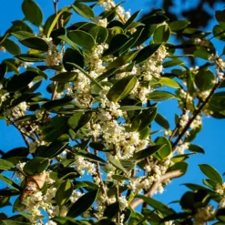 Fast Growing Trees Fragrant Tea Olive Tree See All Evergreen & Privacy Trees