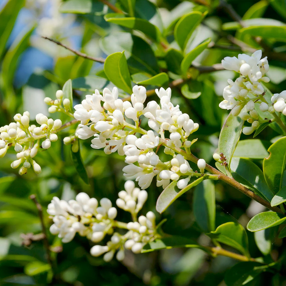 Fast Growing Trees Fragrant Tea Olive Tree See All Evergreen & Privacy Trees 5 Fast Growing Trees Fragrant Tea Olive Tree See All Evergreen & Privacy Trees