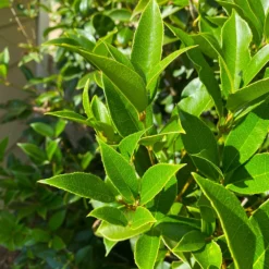 Fast Growing Trees Fragrant Tea Olive Tree See All Evergreen & Privacy Trees 11 Fast Growing Trees Fragrant Tea Olive Tree See All Evergreen & Privacy Trees