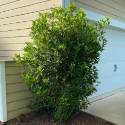 Fast Growing Trees Fragrant Tea Olive Tree See All Evergreen & Privacy Trees 12 Fast Growing Trees Fragrant Tea Olive Tree See All Evergreen & Privacy Trees