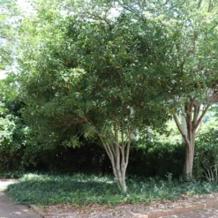 Fast Growing Trees Fragrant Tea Olive Tree See All Evergreen & Privacy Trees 13 Fast Growing Trees Fragrant Tea Olive Tree See All Evergreen & Privacy Trees