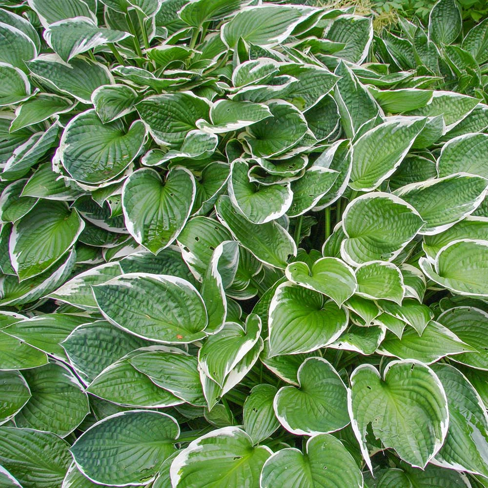 Fast Growing Trees See All Shrubs & Hedges Francee Hosta Plant 5 Fast Growing Trees See All Shrubs & Hedges Francee Hosta Plant