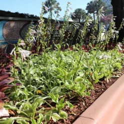 Fast Growing Trees See All Shrubs & Hedges Francee Hosta Plant 9 Fast Growing Trees See All Shrubs & Hedges Francee Hosta Plant