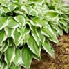 Fast Growing Trees See All Shrubs & Hedges Francee Hosta Plant
