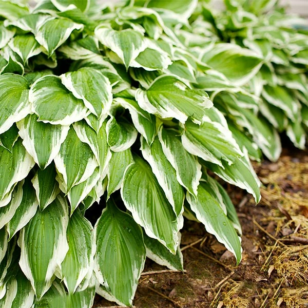 Fast Growing Trees See All Shrubs & Hedges Francee Hosta Plant 3 Fast Growing Trees See All Shrubs & Hedges Francee Hosta Plant