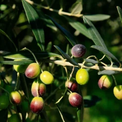 Fast Growing Trees Frantoio Olive Tree Olive Trees