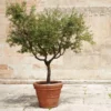 Fast Growing Trees Frantoio Olive Tree Olive Trees 2 Fast Growing Trees Frantoio Olive Tree Olive Trees