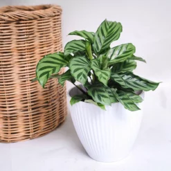 Fast Growing Trees See All House & Patio Freddie Plant