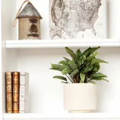 Fast Growing Trees See All House & Patio Freddie Plant