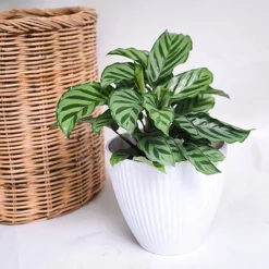 Fast Growing Trees See All House & Patio Freddie Plant