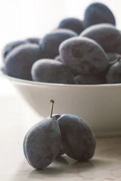 Fast Growing Trees French Prune Tree 9 Fast Growing Trees French Prune Tree