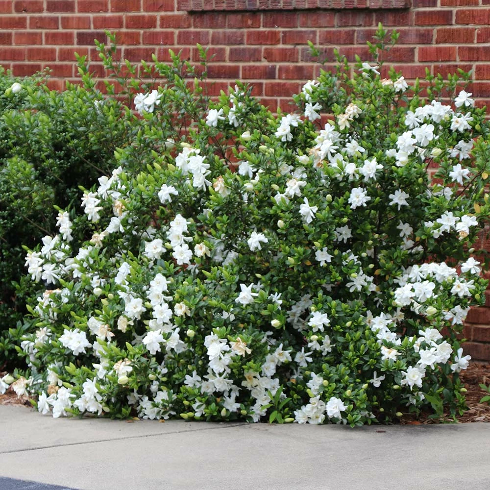 Fast Growing Trees Frost Proof Gardenia Shrub 4 Fast Growing Trees Frost Proof Gardenia Shrub