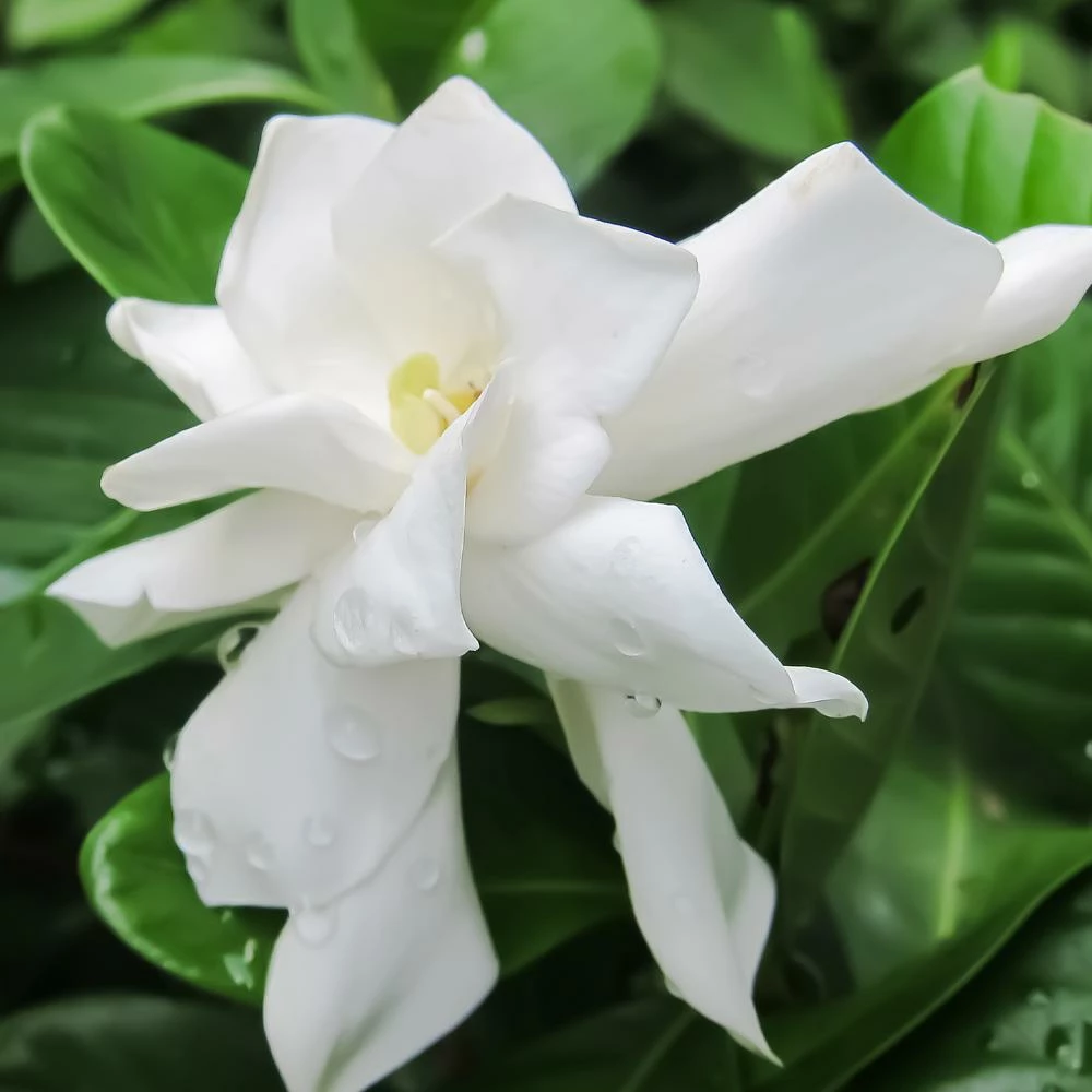 Fast Growing Trees Frost Proof Gardenia Shrub 5 Fast Growing Trees Frost Proof Gardenia Shrub