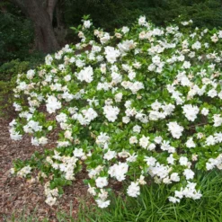 Fast Growing Trees Frost Proof Gardenia Shrub 9 Fast Growing Trees Frost Proof Gardenia Shrub