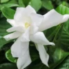 Fast Growing Trees Frost Proof Gardenia Shrub