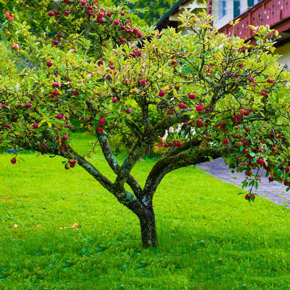 Fast Growing Trees Fuji Apple Tree - USDA Organic 5 Fast Growing Trees Fuji Apple Tree - USDA Organic