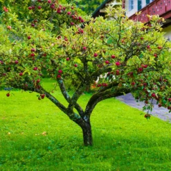Fast Growing Trees Fuji Apple Tree