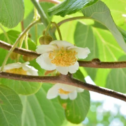 Fast Growing Trees See All Fruit Trees Fuzzy Kiwi - USDA Organic