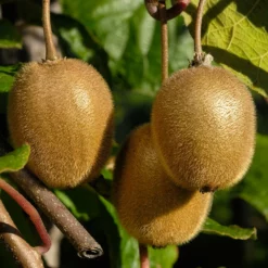 Fast Growing Trees See All Fruit Trees Fuzzy Kiwi - USDA Organic