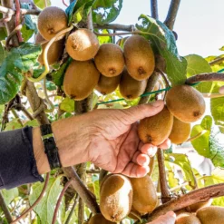 Fast Growing Trees See All Fruit Trees Fuzzy Kiwi - USDA Organic