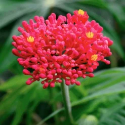 Fast Growing Trees Tropical Patio Plants Gout Plant